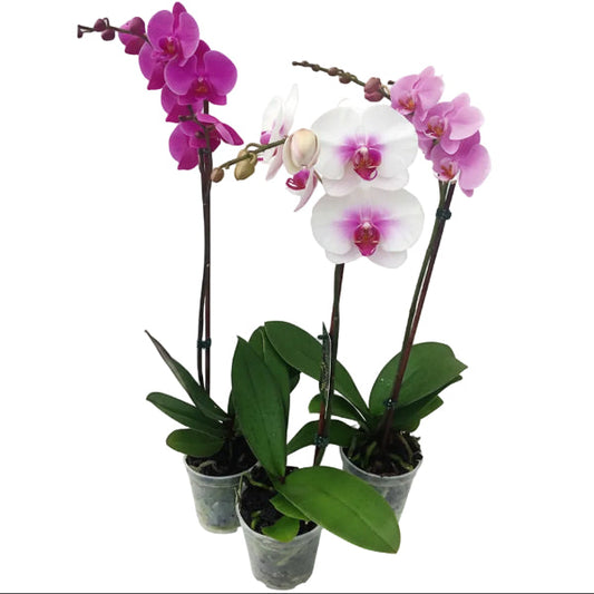 Moth Orchids, Phalaenopsis orchids – image 1