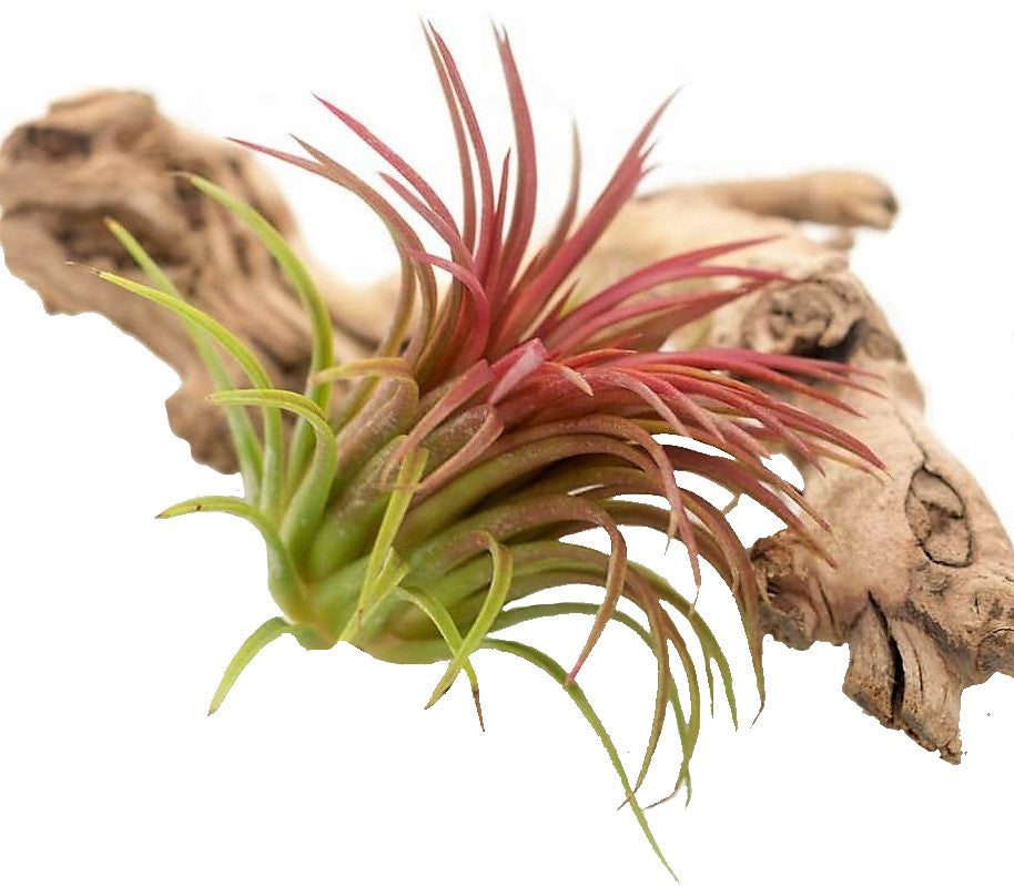 Tillandsia Lonantha Red Clumb – image 2