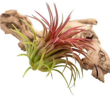 Tillandsia Lonantha Red Clumb – image 2