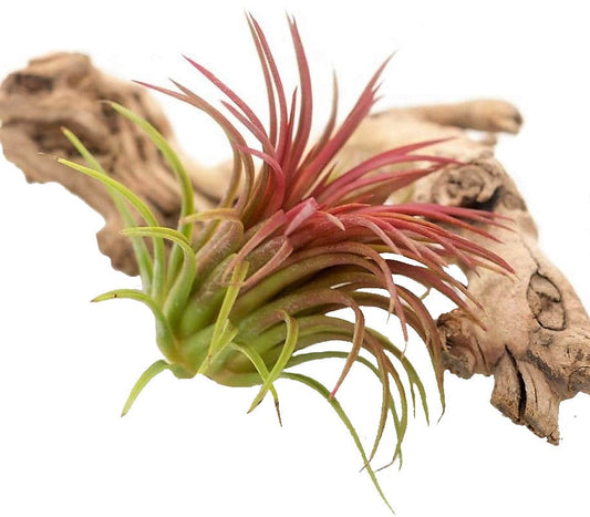 Tillandsia Lonantha Red Clumb – image 2