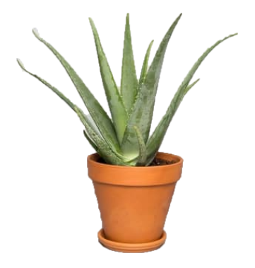 Aloe Vera, Medicina Aloe, Indoor – image 5