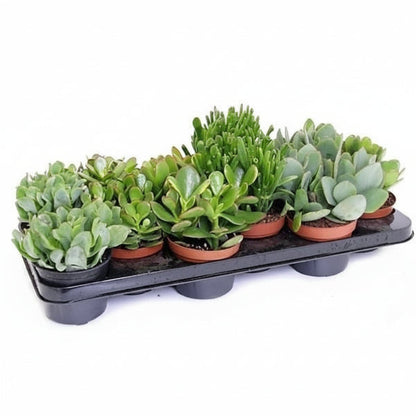Crassula per plant 10-15cm – image 1