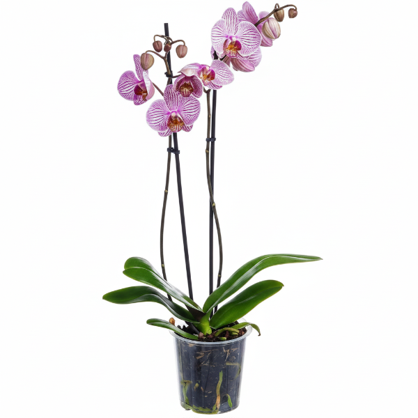 Moth Orchids, Phalaenopsis orchids – image 6