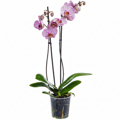 Moth Orchids, Phalaenopsis orchids – image 6