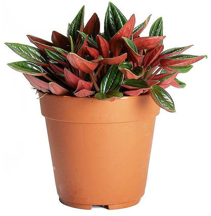 Peperomia Caperata – image 1
