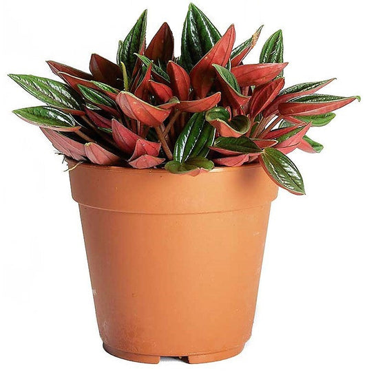 Peperomia Caperata – image 1