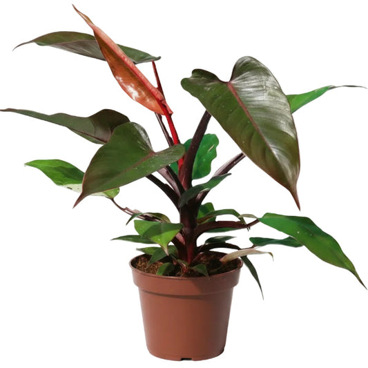 Philodendron Pink Princess – image 2