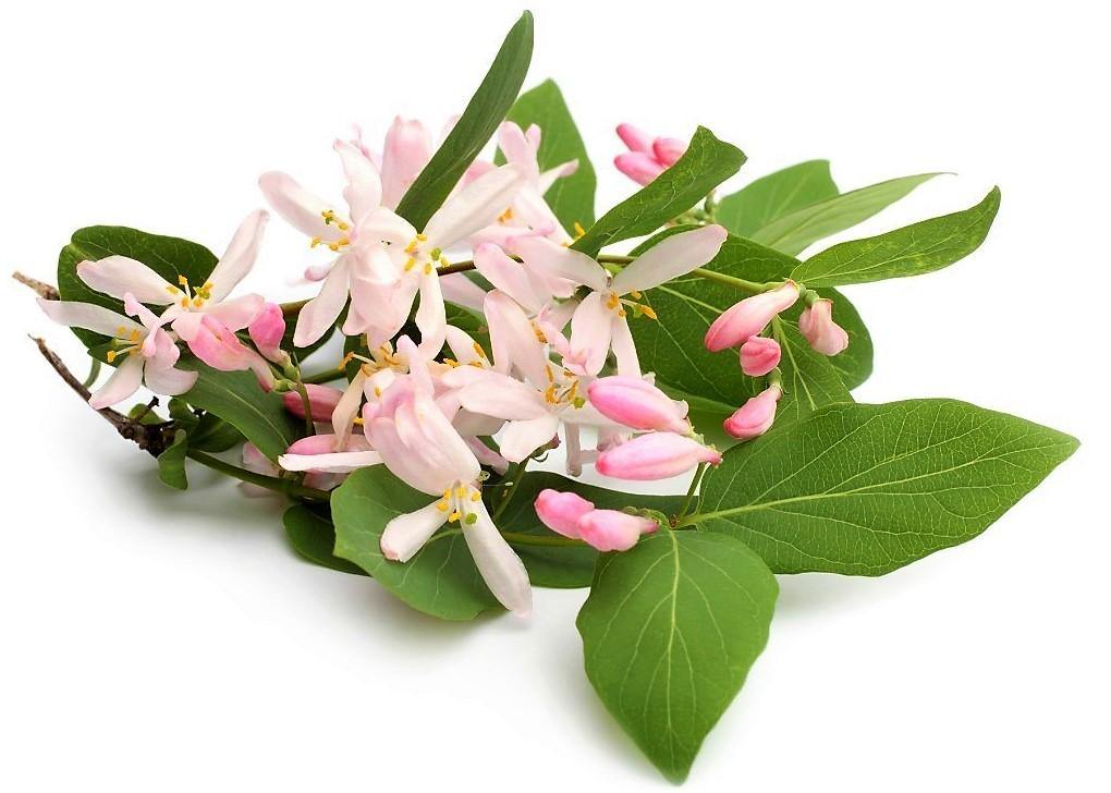 Rangoon Creeper , Quisqualis Indica, Red Jasmine – image 4