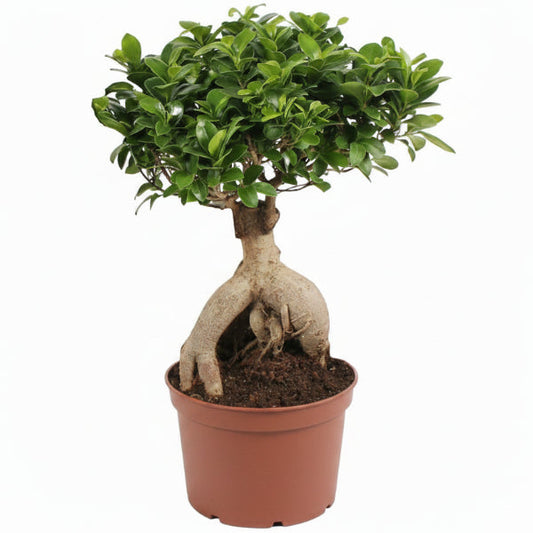 Ficus Ginseng Bonsai, Ficus nitida, Microcarpa – image 1