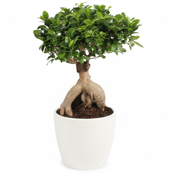 Ficus Ginseng Bonsai, Ficus nitida, Microcarpa – image 2