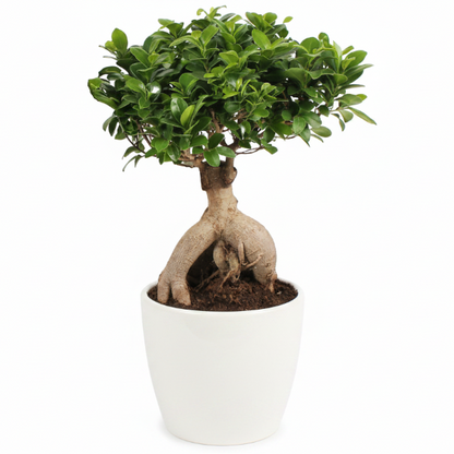 Ficus Ginseng Bonsai, Ficus nitida, Microcarpa – image 2