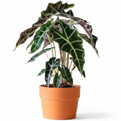African Mask Plant - Alocasia 'Polly' – Green Plants