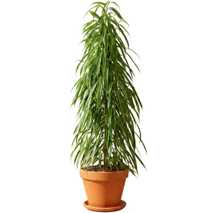 Ficus Amstel Queen – image 1