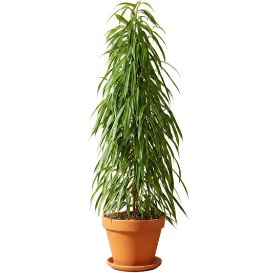 Ficus Amstel Queen – image 1