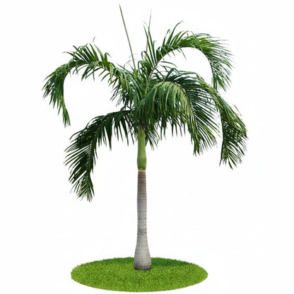 Carpentaria Palm, Carpentaria Acuminata – image 1