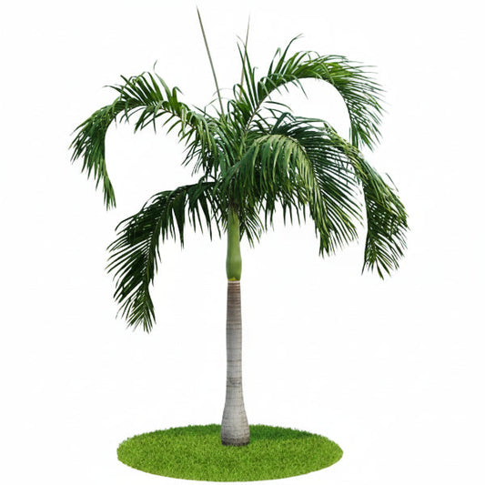 Carpentaria Palm, Carpentaria Acuminata – image 1