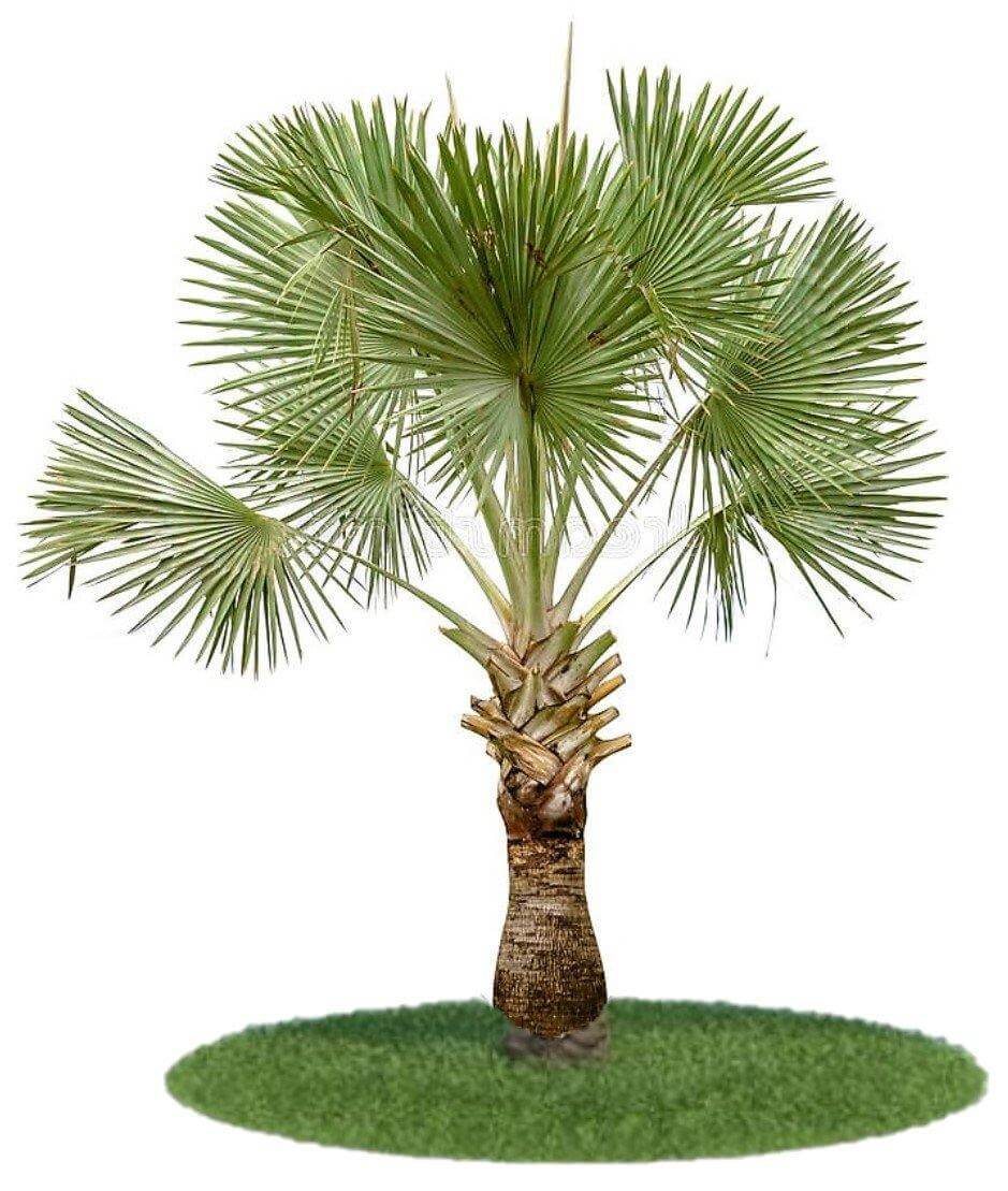 Wax Palm, Copernicia Prunifera – image 3