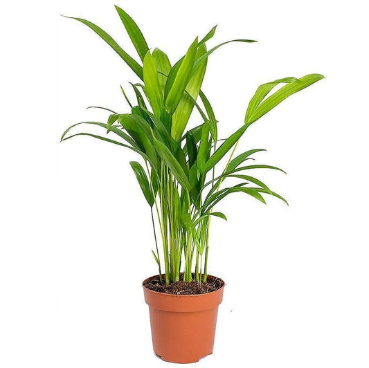 Areca Small, Butterfly Palm , Cane Palm – image 2