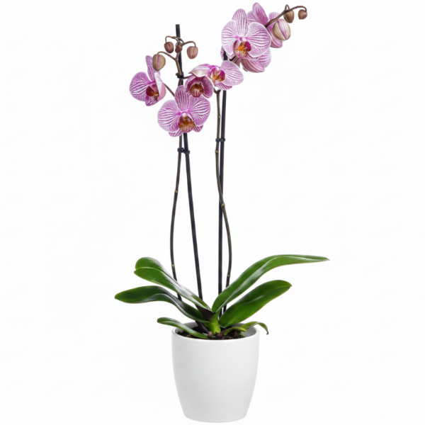 Moth Orchids, Phalaenopsis orchids – image 10