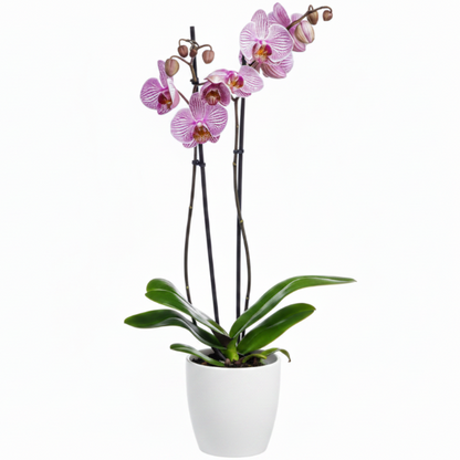 Moth Orchids, Phalaenopsis orchids – image 10