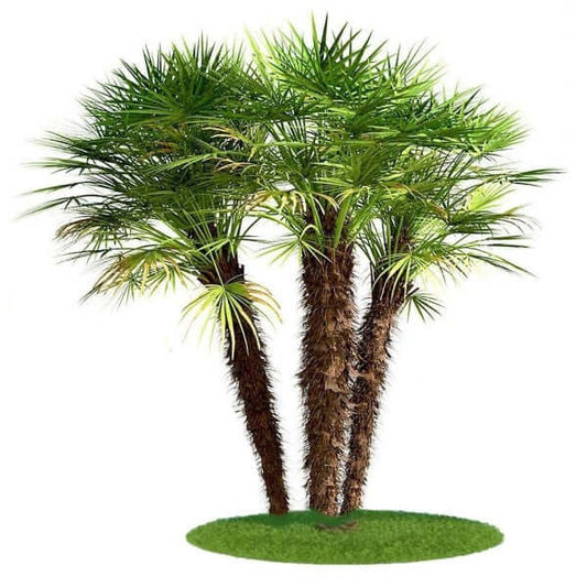 European Fan Palm, Chamaerops Humilis – image 1