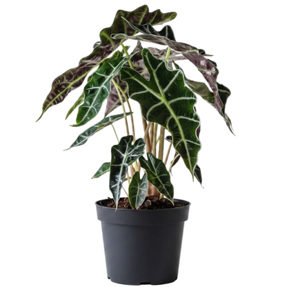 African Mask Plant - Alocasia 'Polly' – Green Plants