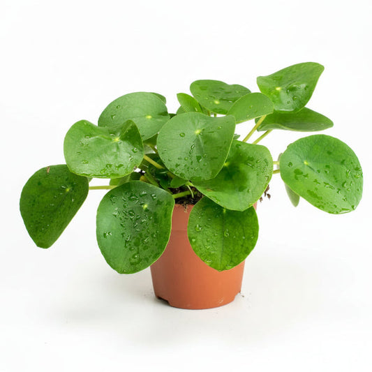 Chinese Money Plant, Pilea Peperomioides – image 1