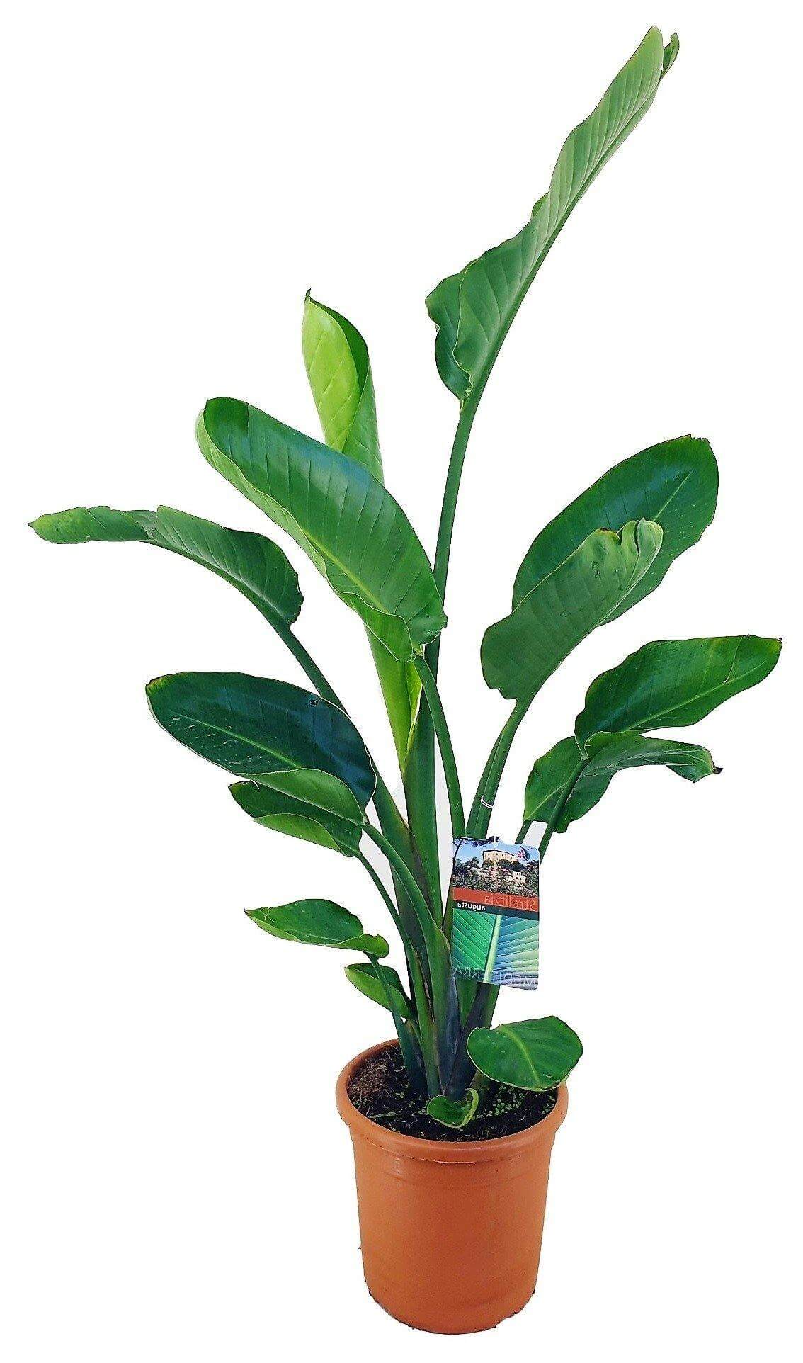 Bird of Paradise, Strelitzia Nicolai – image 3