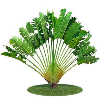 Ravenala Madagascariensis, Traveller’s Palm – image 1