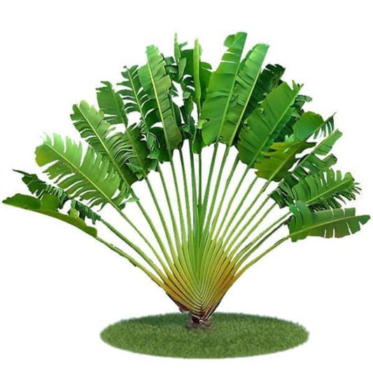 Ravenala Madagascariensis, Traveller’s Palm – image 1