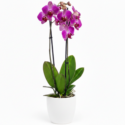 Moth Orchids, Phalaenopsis orchids – image 11