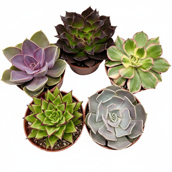 Mini succulents "Per Piece" – image 3