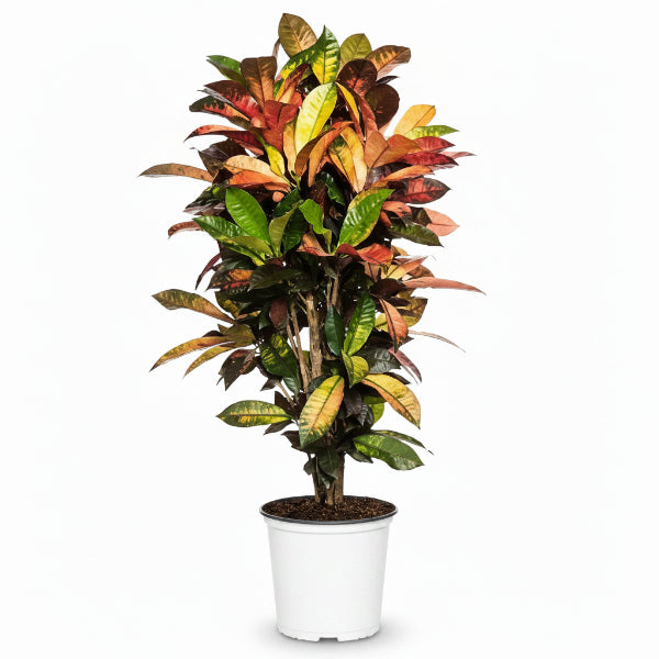 Codiaeum Iceton, Codiaeum Variegatum, Croton – image 3
