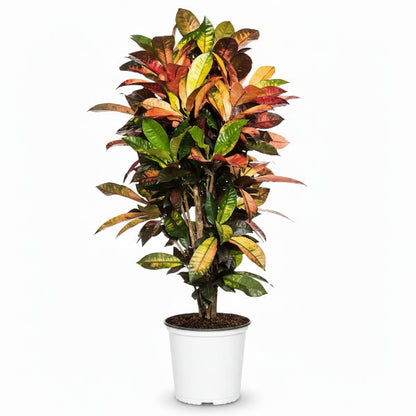 Codiaeum Iceton, Codiaeum Variegatum, Croton – image 3