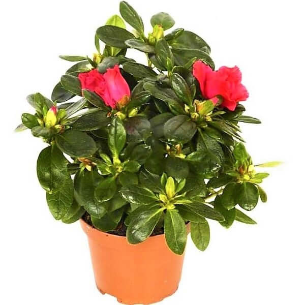 Azaleas, Rhododendron Simsii – image 4