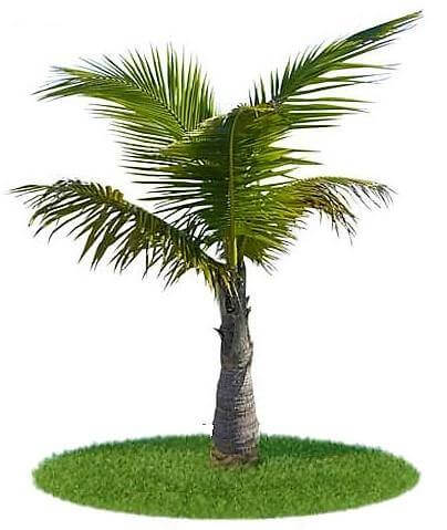 Coconut Palm, Cocos Nucifera – image 6