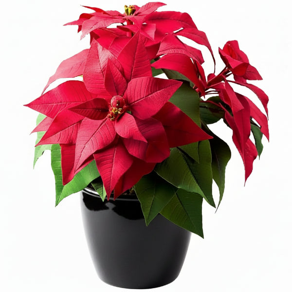 Euphorbia Pulcherrima (Titan Red), Poinsettia – image 1