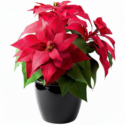 Euphorbia Pulcherrima (Titan Red), Poinsettia – image 1