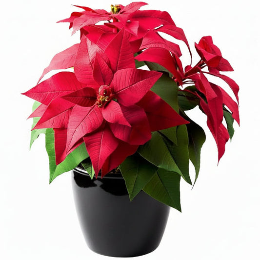 Euphorbia Pulcherrima (Titan Red), Poinsettia – image 1