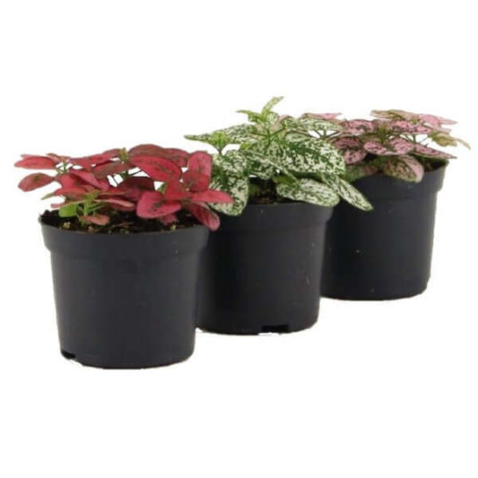 Polka Dot Plant, Hypoestes Phyllostachya indoor – image 1