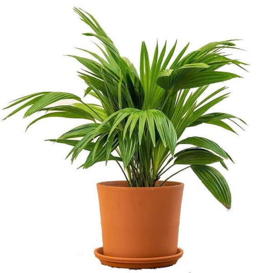 Chinese Fan Palm, Livistona Chinensis, Fountain Palm – image 2