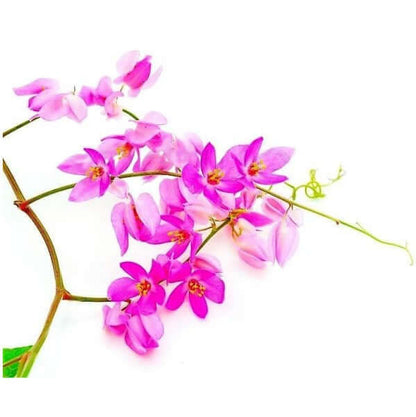 Antigonon Leptopus, Coral vine, Mexican Creeper – image 3