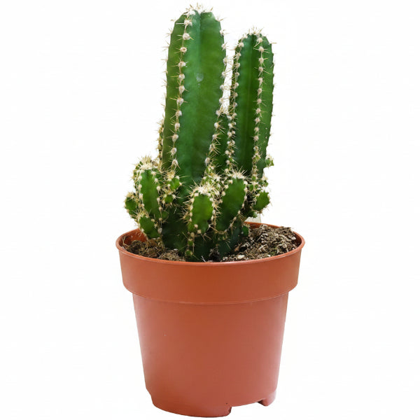 Peruvian Cactus, Cereus Peruvianus – image 1