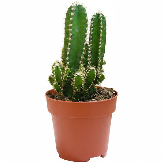 Peruvian Cactus, Cereus Peruvianus – image 1