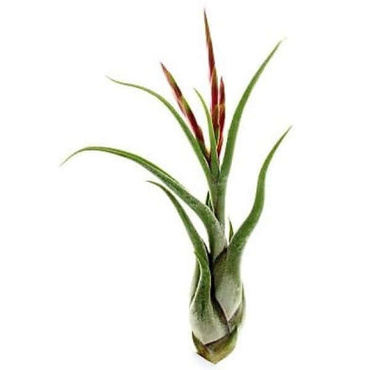 Tillandsia Caput-Medusae – image 1
