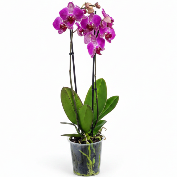 Moth Orchids, Phalaenopsis orchids – image 7
