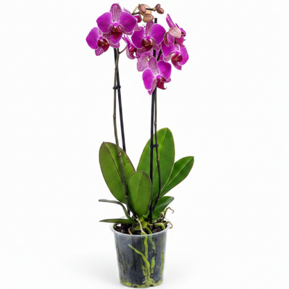Moth Orchids, Phalaenopsis orchids – image 7