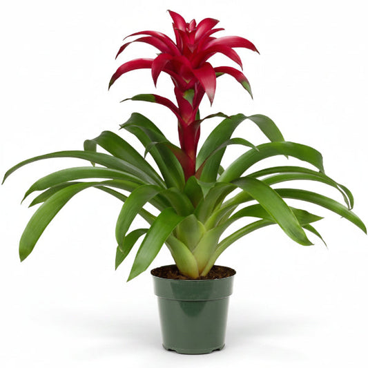 Guzmania Red Yellow Orange Plants, Scarlet Star – image 1