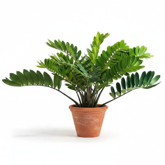 Cardboard Palm, Zamia Furfuracea – image 2