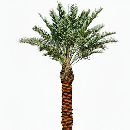 Date Palm, Phoenix Dactylifera – image 2